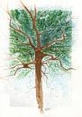 Cartoon: Tree4 (small) by Jesse Ribeiro tagged nature landscape tree watercolor illustration