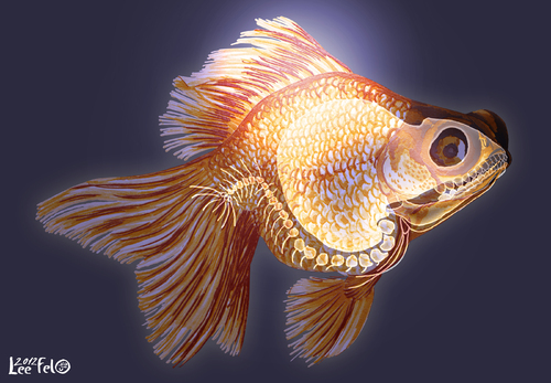 Cartoon: goldfish X-ray (medium) by LeeFelo tagged gold,goldfish,radiography,scale,golden,aquarium,eyes,orange,yellow,blue,purple,tail,fins,glow,dark,allien,skull