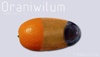 Cartoon: Oraniwilum (small) by eternaldots tagged orange,kiwi,plum,mixed,fruits