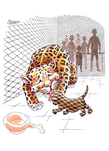 Cartoon: Leopards (medium) by ozbek tagged zoo
