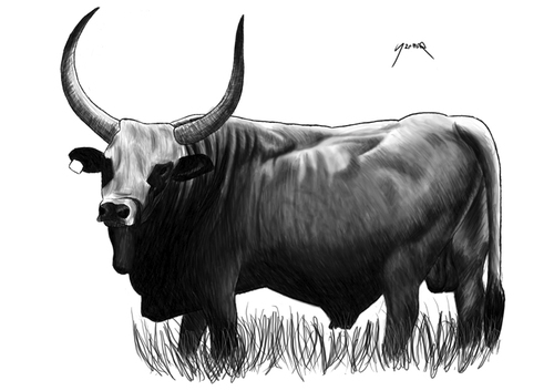Cartoon: Hungarian grey cattle (medium) by szomorab tagged animals