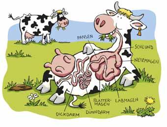 Cartoon: Kuh-Verdauung (medium) by wagner_lotte tagged glueckliche,kuehe