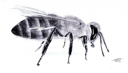 Cartoon: Apis mellifera (medium) by swenson tagged biene,honig,bee,honey