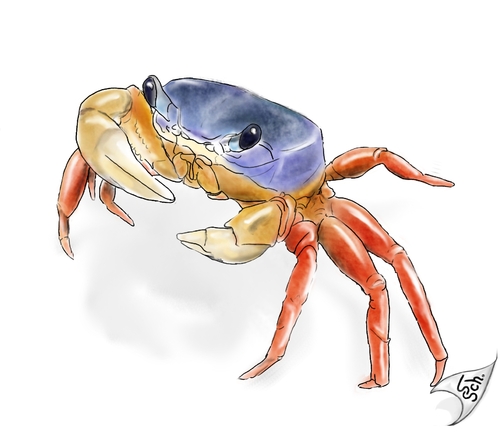 Cartoon: Cardisoma armatum (medium) by swenson tagged krabbe,meer,sea,patriotcrab,crab,tricolorcrab,tricolorkrabbe