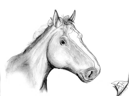 Cartoon: Equus ferus caballus (medium) by swenson tagged animal,animals,hors,pferd,tier
