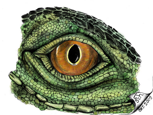 Cartoon: Eye of Iguana (medium) by swenson tagged eye,reptil,dragon,drache,echse,animals,animal,auge,leguan