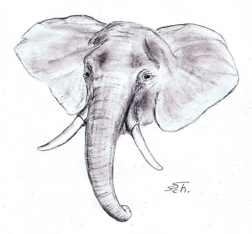 Cartoon: Loxodonta africana (medium) by swenson tagged elefant,afrika