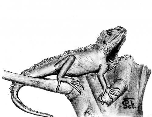 Cartoon: Physignathus cocincinus (medium) by swenson tagged animals,animal,reptil,agame,tier,echse