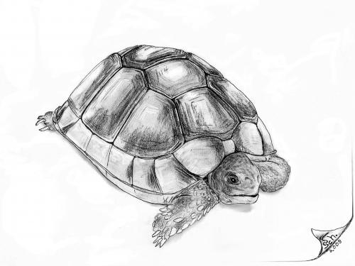 Cartoon: Testudo marginata (medium) by swenson tagged turtel,animal,animals,schildkröte,reptil,panzer,tank