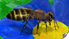 Cartoon: Apis mellifera (small) by swenson tagged animal,animals,insect,insekt,tier,biene,apis,bee,honey,honig