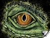 Cartoon: Eye of Iguana - 4 (small) by swenson tagged animal,eye,reptil,dragon,drache,echse,animals