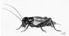 Cartoon: Gryllus bimaculatus (small) by swenson tagged animals criket grille insect insekt