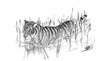 Cartoon: Panthera tigris (small) by swenson tagged tiger katze cat predator raubtier raubkatze bedroht animal animals tiere tier