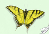 Cartoon: Papilio machaon (small) by swenson tagged butterfly schmetterling 2011 schwalbenschwanz insekt insect animal animals tier tiere falter