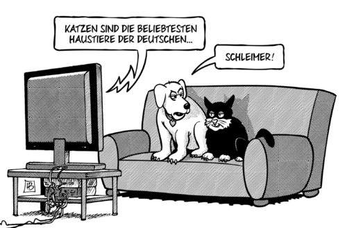 Katzen Katzen