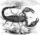 Cartoon: scorpion (medium) by iori tagged scorpion