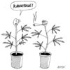 Cartoon: Hanfpflanzen (small) by KAYSN tagged hanf,cannabis,marihuana,kannibale,kiffen,rauchen