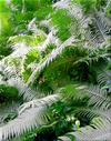 Cartoon: Farn_fern (small) by lesemaus tagged farn,blätter,pflanzen,plant,fern