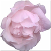 Cartoon: Rose im November (small) by lesemaus tagged rose