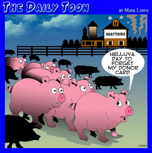 Cartoon: Donor card (medium) by toons tagged abattoir,pigs,organ,donors,slaughter,house,animals,meats,processed,foods,ham,bacon,abattoir,pigs,organ,donors,slaughter,house,animals,meats,processed,foods,ham,bacon