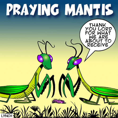 Cartoon: praying mantis (medium) by toons tagged insects,prayer,give,thanks,food,dinner,spiders,centerpede