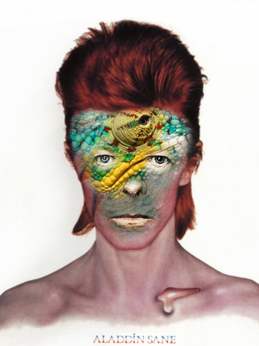Cartoon: David Bowie! (medium) by willemrasingart tagged rockstars