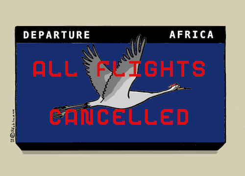 Cartoon: Tote Kraniche (medium) by Pfohlmann tagged vogelgrippe,seuche,vogelzug,kraniche,afrika,winterquartier,zugvögel,krankheit,tod,flughafen,cancelled,flights,flüge,flugverkehr,flugausfälle,natur,umwelt,tiere,vogelgrippe,seuche,vogelzug,kraniche,afrika,winterquartier,zugvögel,krankheit,tod,flughafen,cancelled,flights,flüge,flugverkehr,flugausfälle,natur,umwelt,tiere