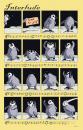 Cartoon: Interlude (small) by Penguin_guy tagged penguins,pinguine,pets,tiere,animals,friedrich,schiller,ludwig,van,beethoven,ode,an,die,freude,to,joy,symphonie,nr9,symphony,no9,thomas,baehr,klimawandel,climate,change