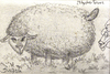 Cartoon: Dark sheep (small) by gunberk tagged dark,sheep