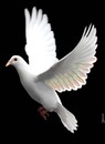 Cartoon: dove armed (small) by Medi Belortaja tagged dove pigeon colombo military bullets armed peace war