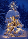 Cartoon: Lady Christmas Tree (small) by Medi Belortaja tagged lady christmas tree merry snow holydays spruce