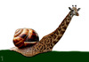 Cartoon: snailraffe (small) by Medi Belortaja tagged snail,giraffe,animals,manipulation,genetic,genetical,dna