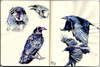 Cartoon: Murder1 (small) by halltoons tagged crow crows bird birds sketch watercolor