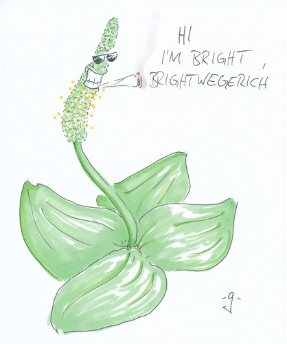 Cartoon: Bright (medium) by gore-g tagged breitwegerich,botanik,biologie,pflanzen,sommer,kiffen,joint,gras